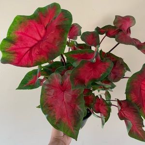 Caladium red elephant ears